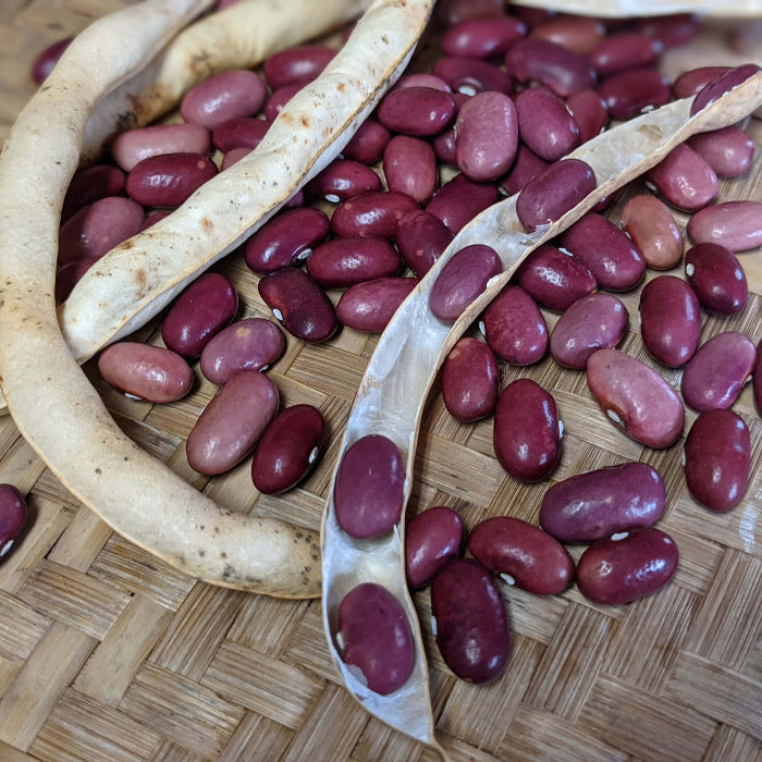 Red Kidney Pole Bean Seeds