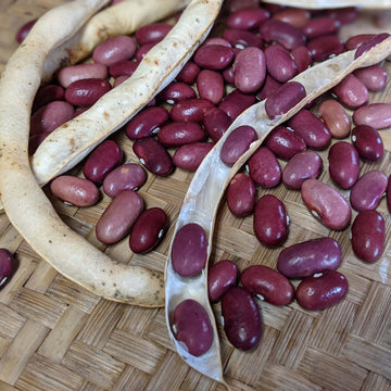 Red Kidney Pole Bean Seeds