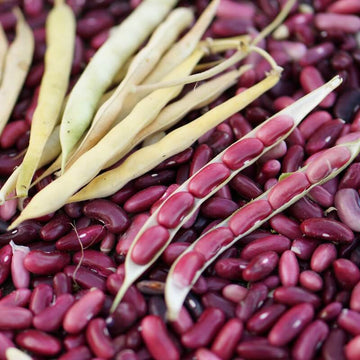 Red Kidney Pole Bean Seeds