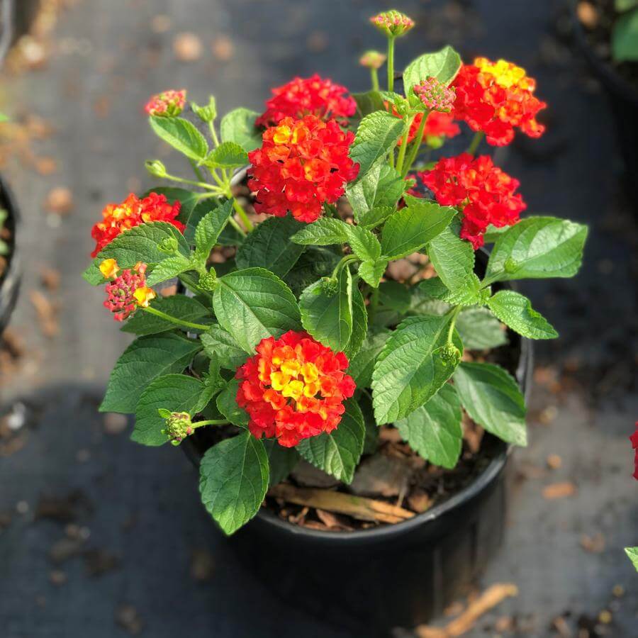 Red Lantana Seeds - Flower Plant