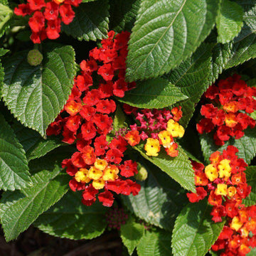 Red Lantana Seeds - Flower Plant