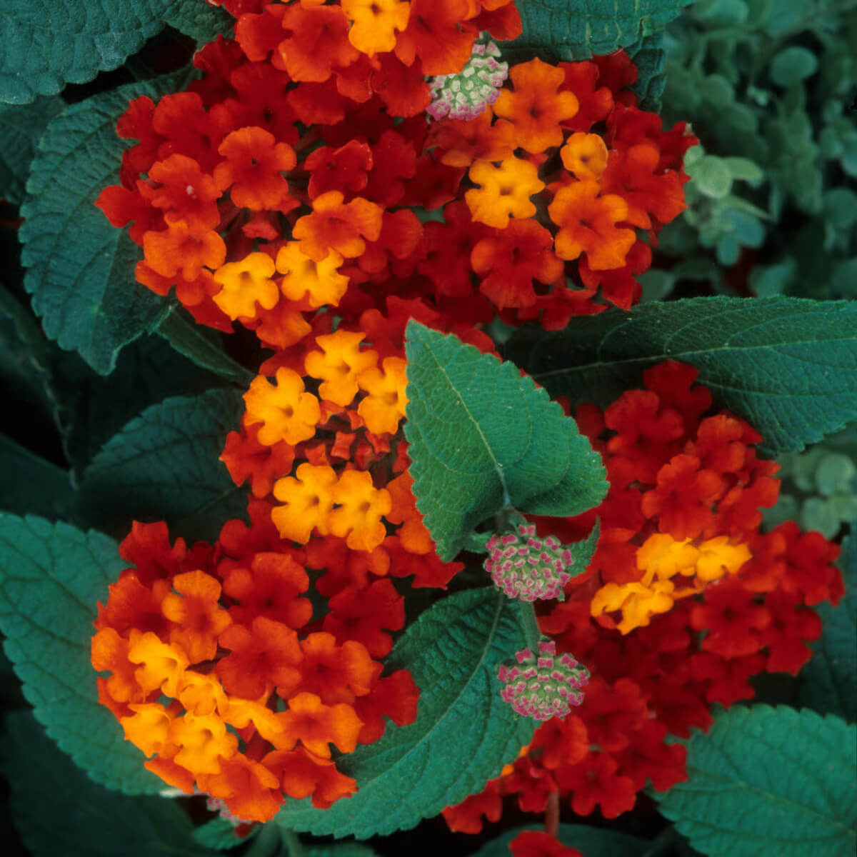 Red Lantana Seeds - Flower Plant