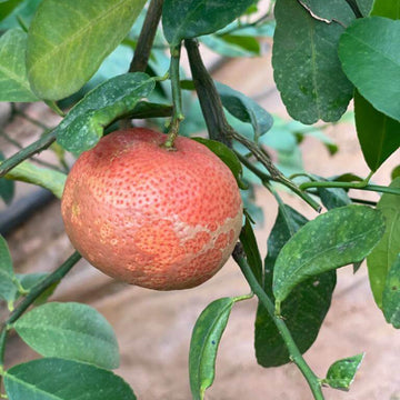 Red Lemon Yellow Lemon Seeds