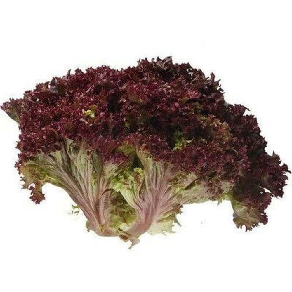 Red Lettuce Seeds 