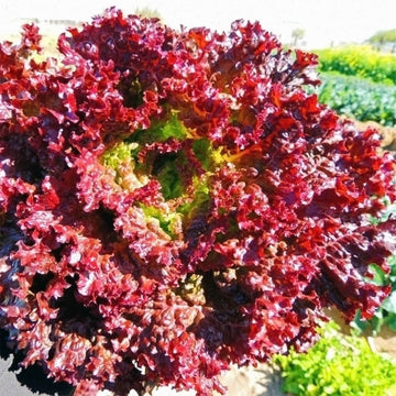 Red Lettuce Seeds 