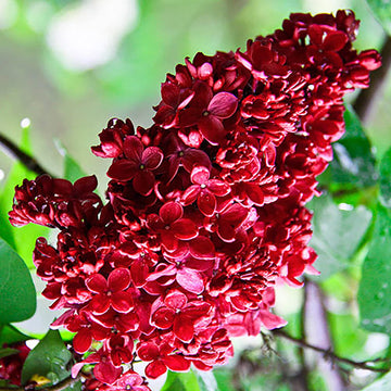 Red Lilac Seeds