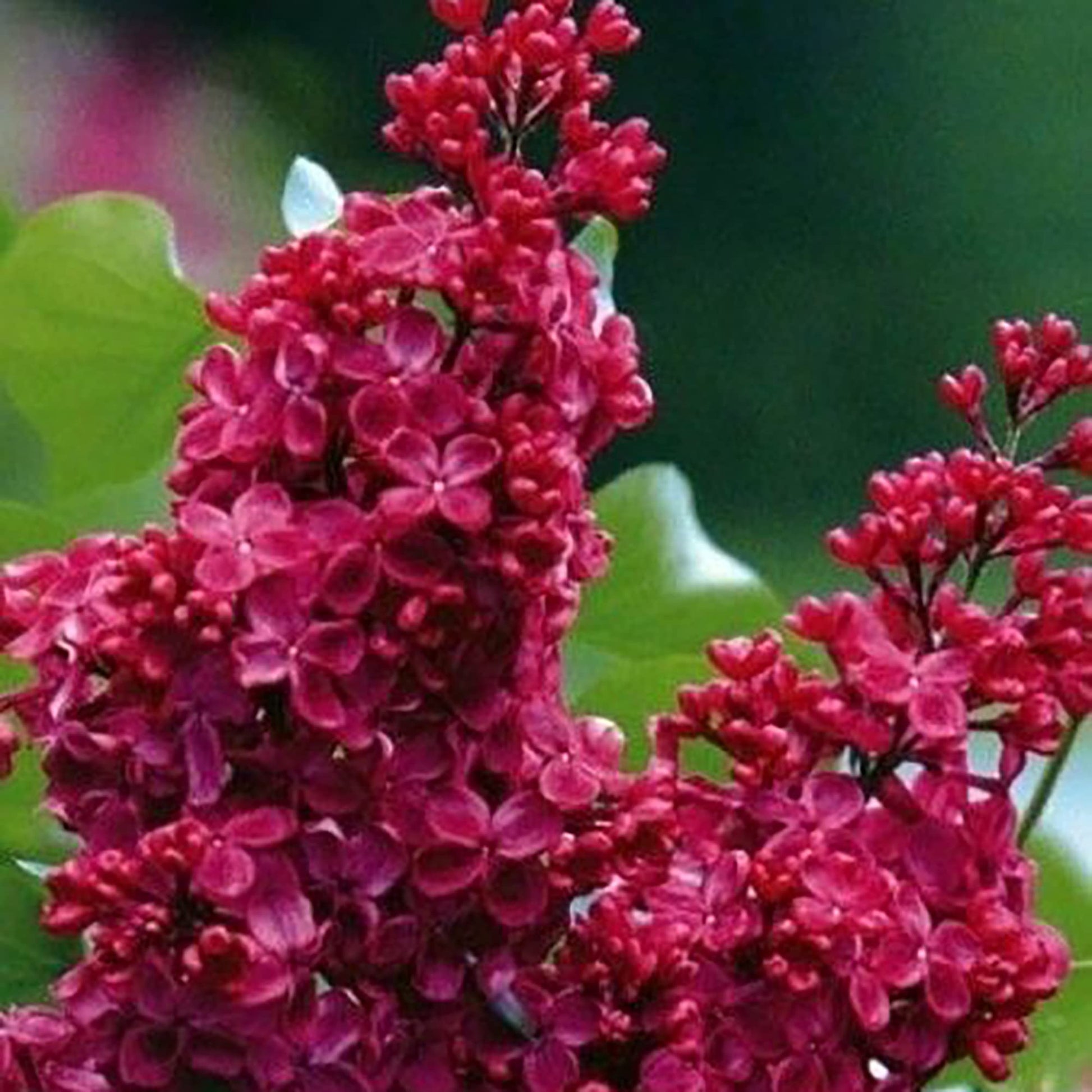 Red Lilac Seeds