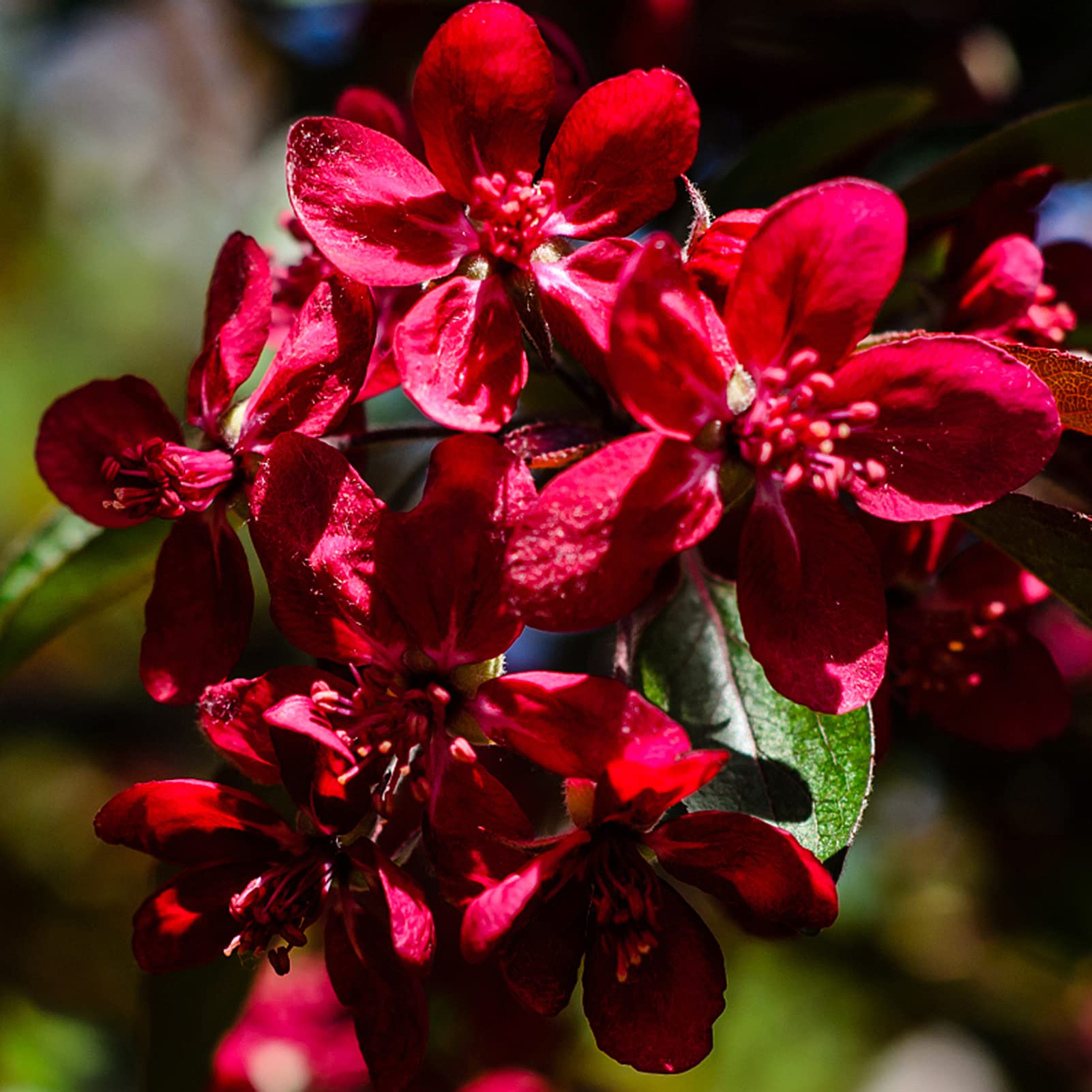Red Lilac Seeds
