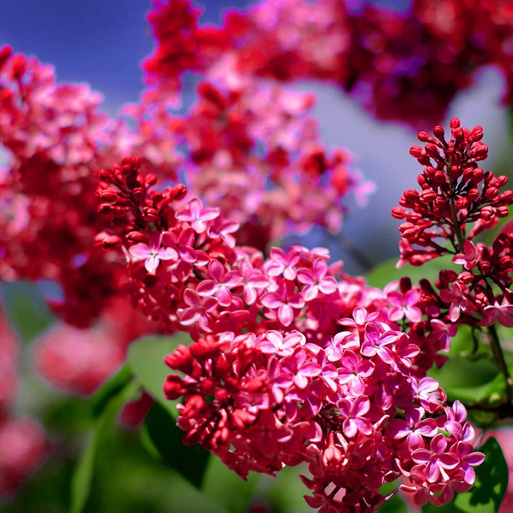 Red Lilac Seeds