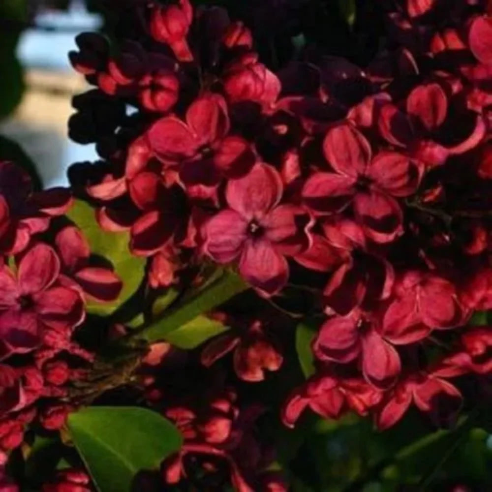 Red Lilac Seeds