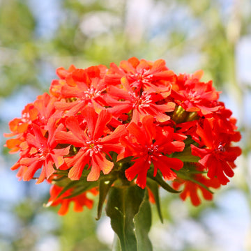 Red Lychnis Seeds