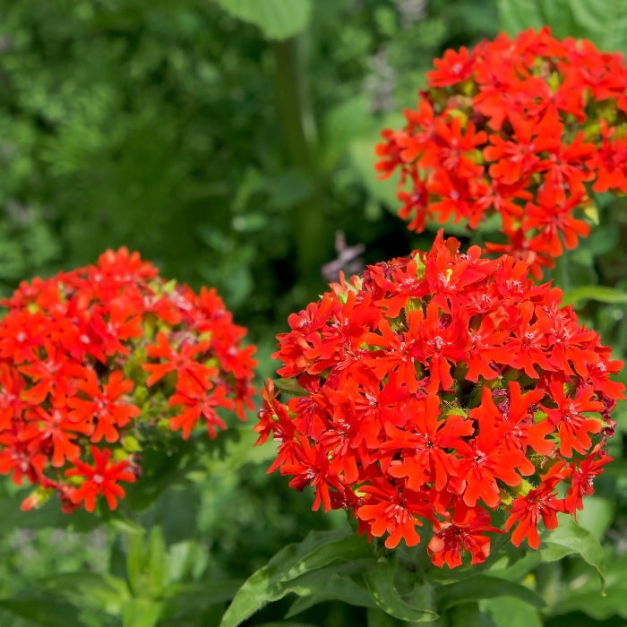 Red Lychnis Seeds