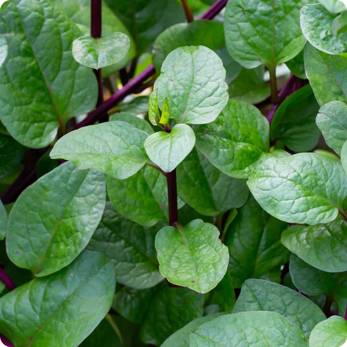 Red Malabar Spinach Seeds - Vegetable Plant