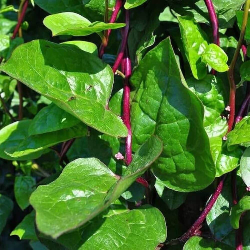 Red Malabar Spinach Seeds - Vegetable Plant