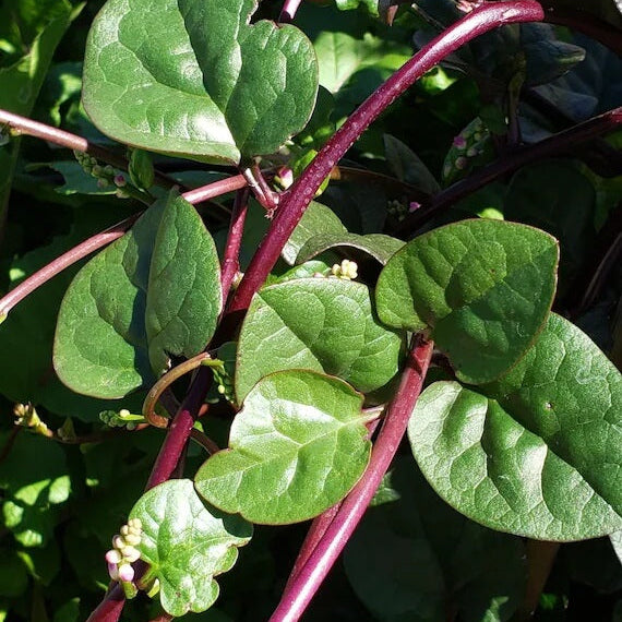 Red Malabar Spinach Seeds - Vegetable Plant
