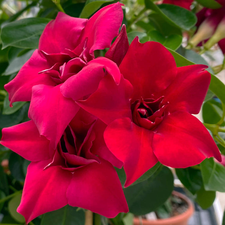 Red Mandevilla Seeds