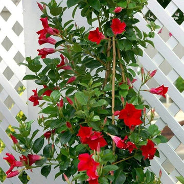 Red Mandevilla Seeds