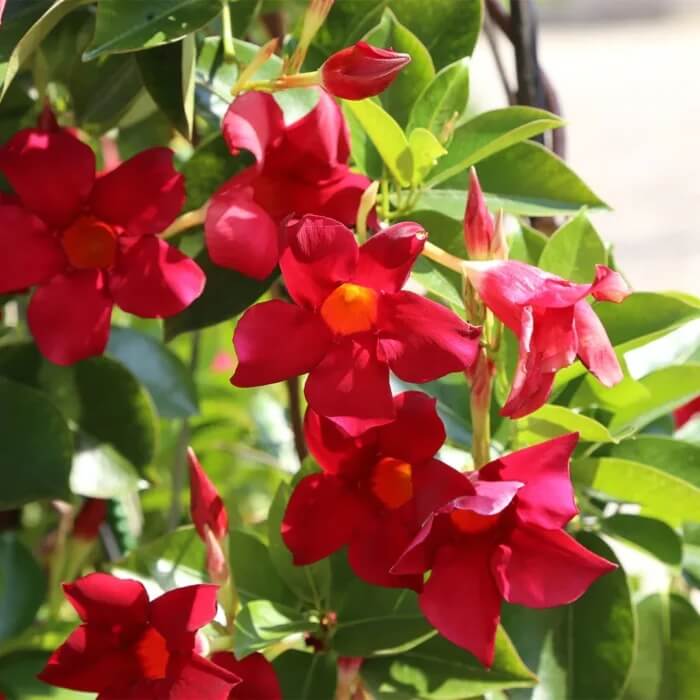 Red Mandevilla Seeds