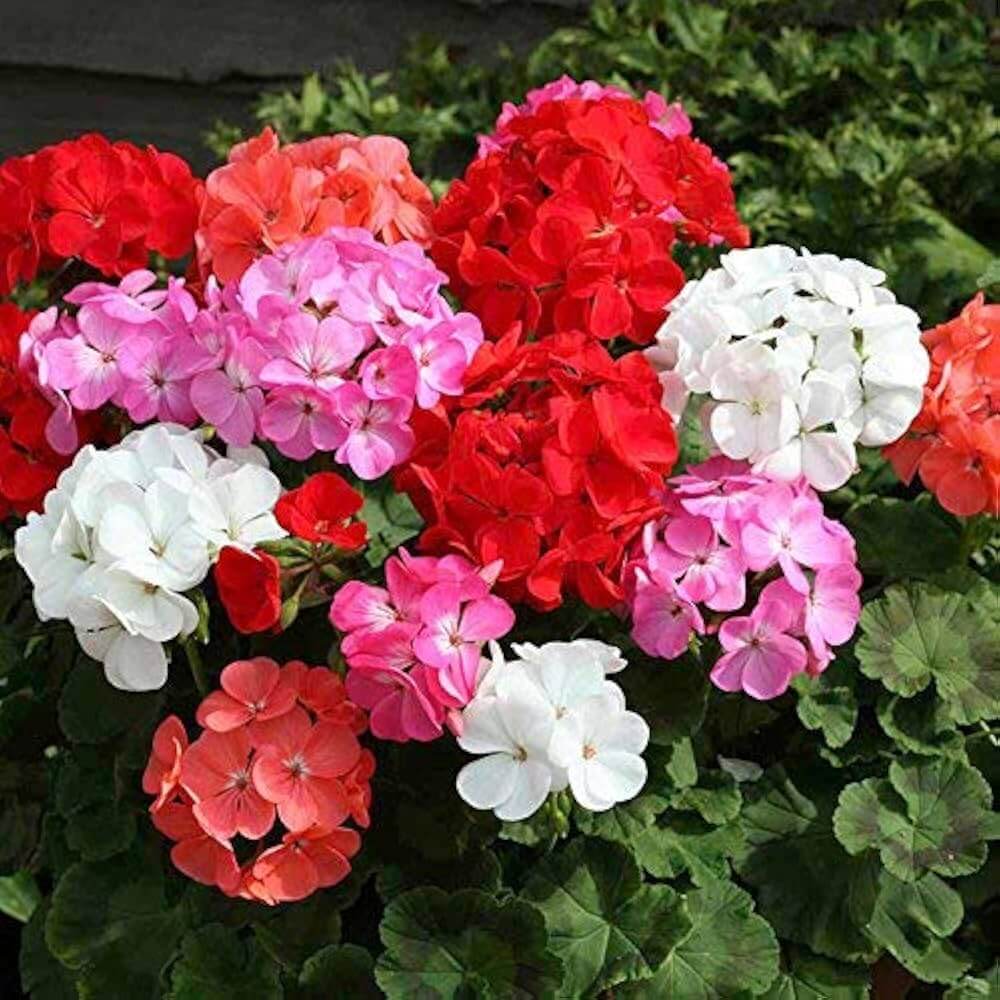 Red Mix Geranium Seeds