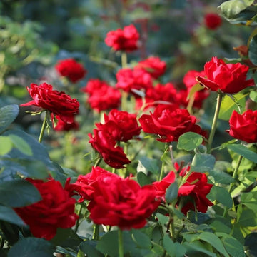 Red Multi-Color Rosa spp. Seeds