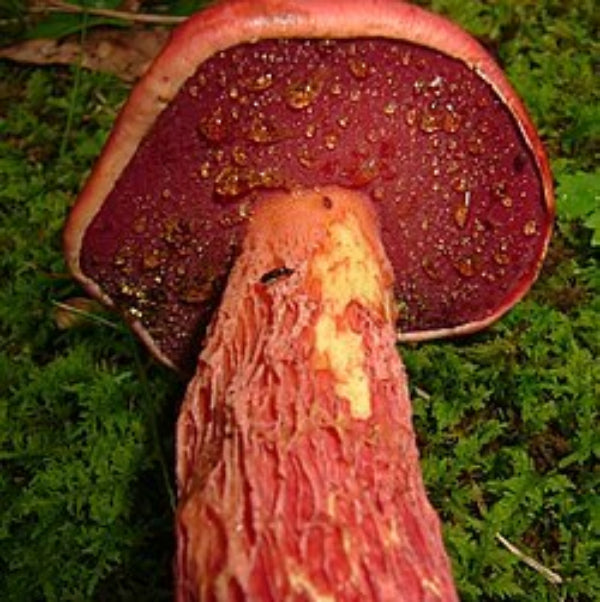 Red Mushroom Spawn 