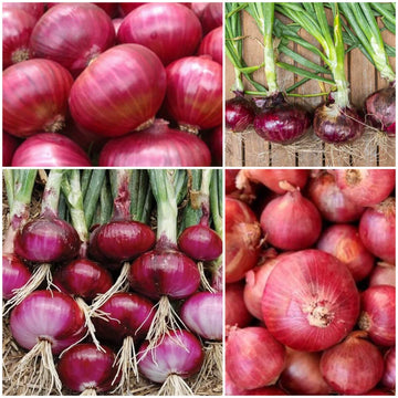 Red Onion Seeds - All In One For Home Gardens