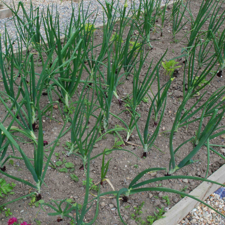 Red Onion Seeds - All In One For Home Gardens