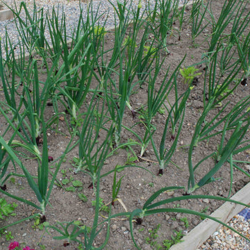 Red Onion Seeds - All In One For Home Gardens