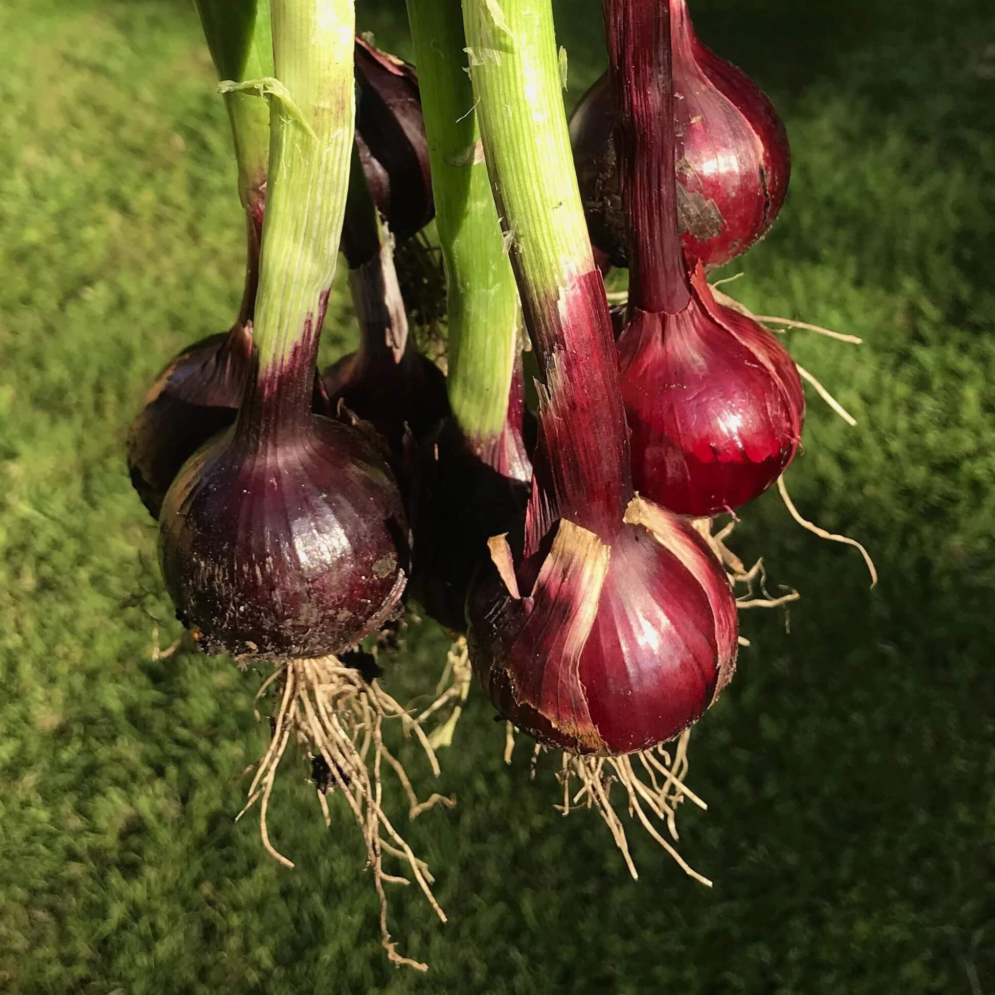 Red Onion Seeds - All In One For Home Gardens