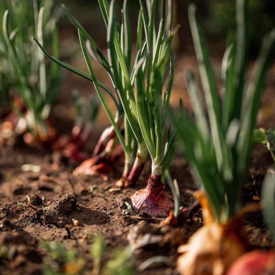 Red Onion Seeds - All In One For Home Gardens