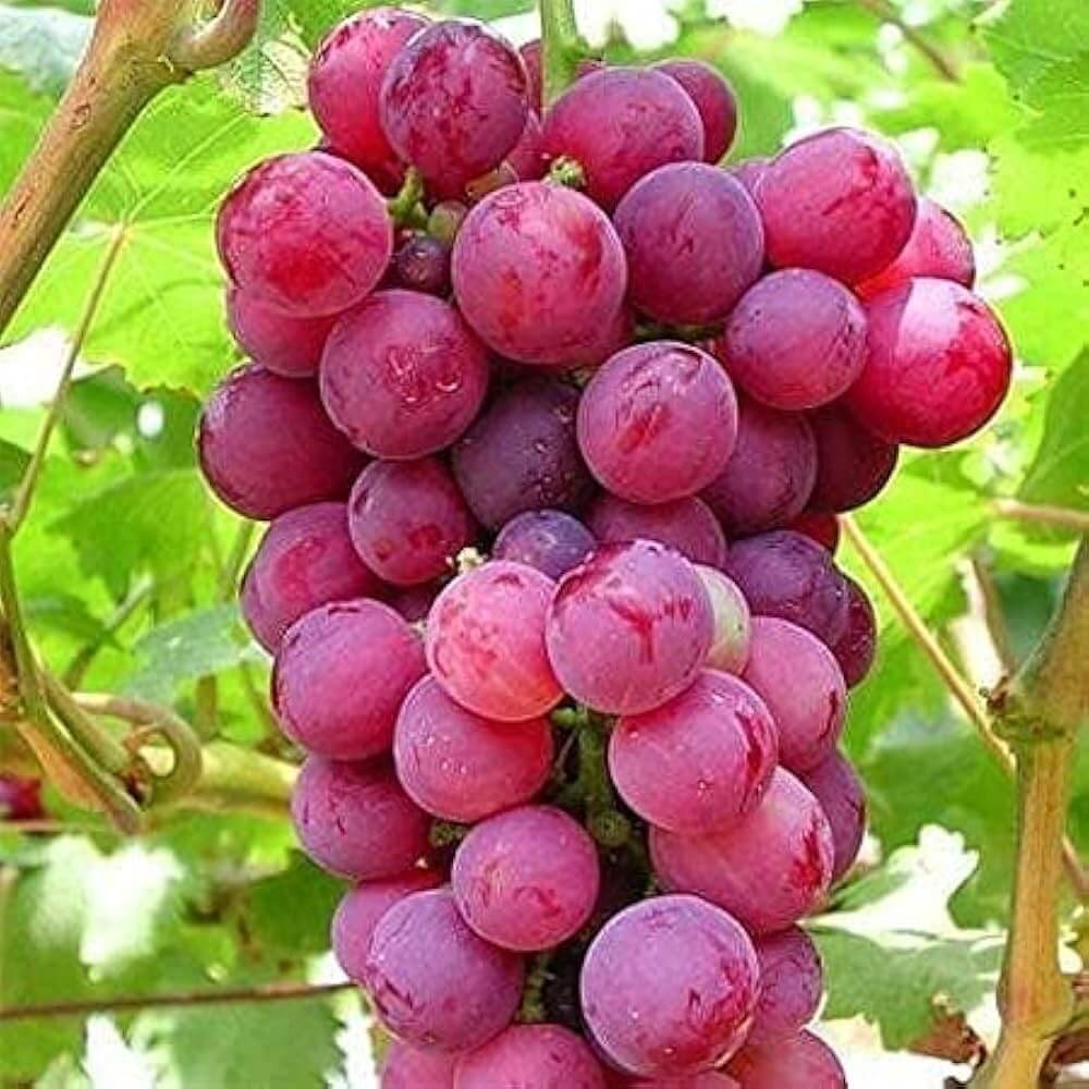Red Orange Grape Seeds