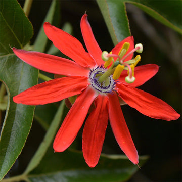 Red Passion  Seeds