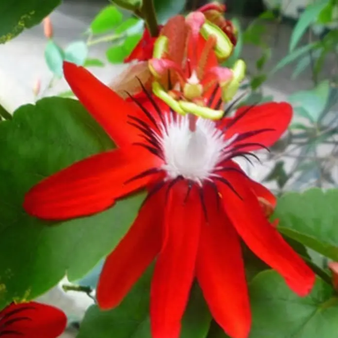 Red Passion  Seeds