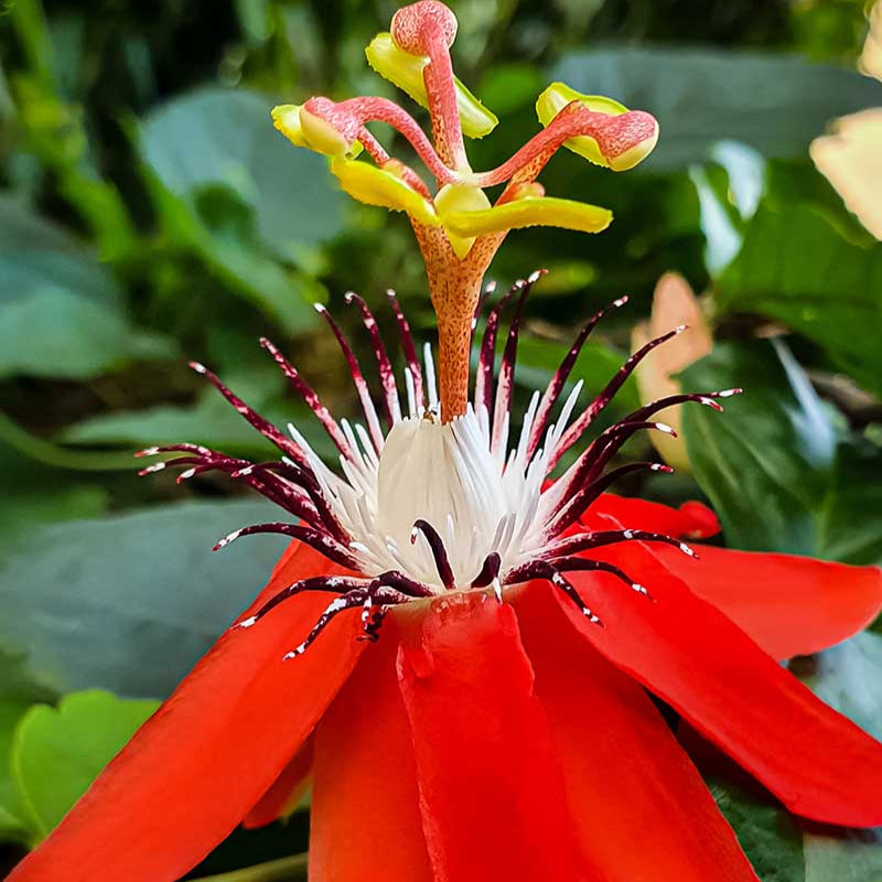 Red Passion  Seeds