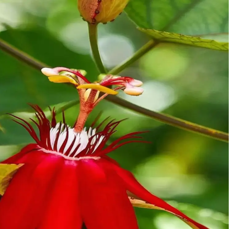 Red Passion  Seeds