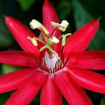 Red Passion  Seeds