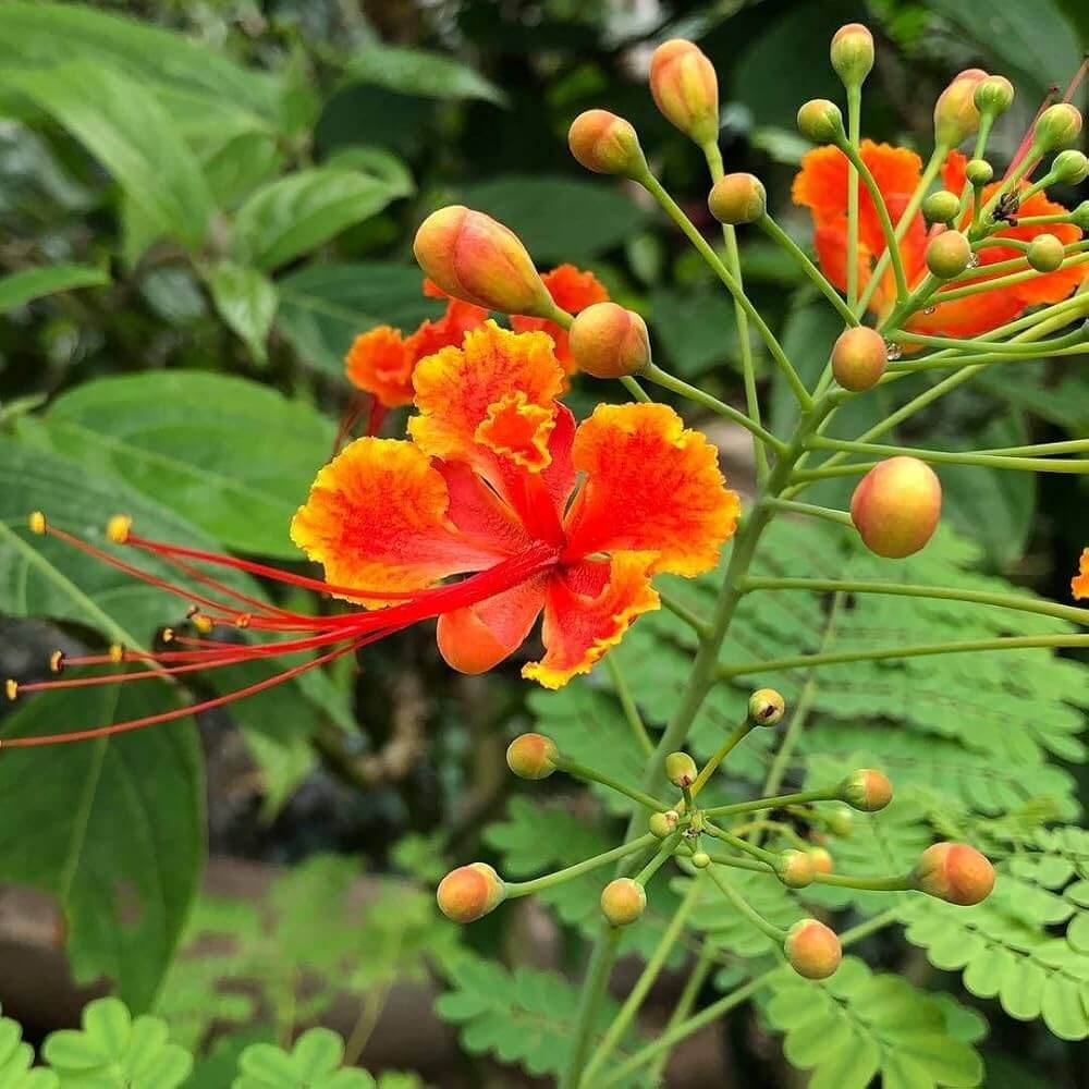 Red Peacock Flower Seeds - Flower Plant