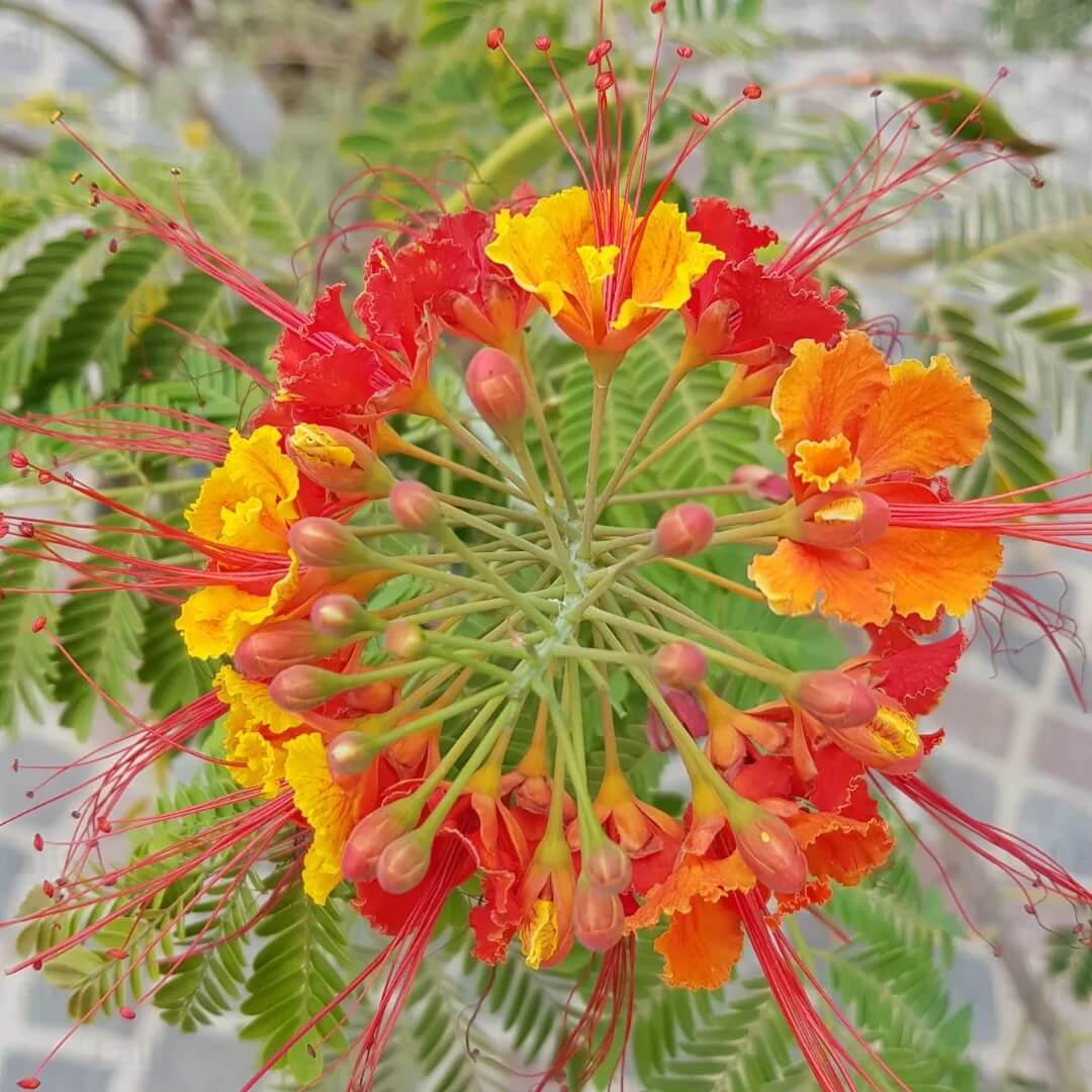 Red Peacock Flower Seeds - Flower Plant