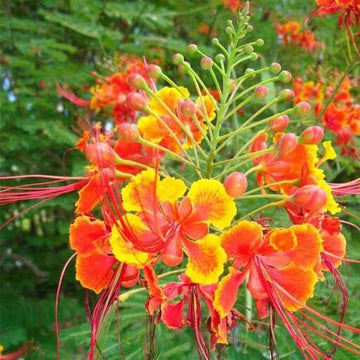 Red Peacock Flower Seeds - Flower Plant