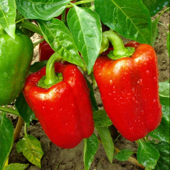 Red Pepper Seeds 