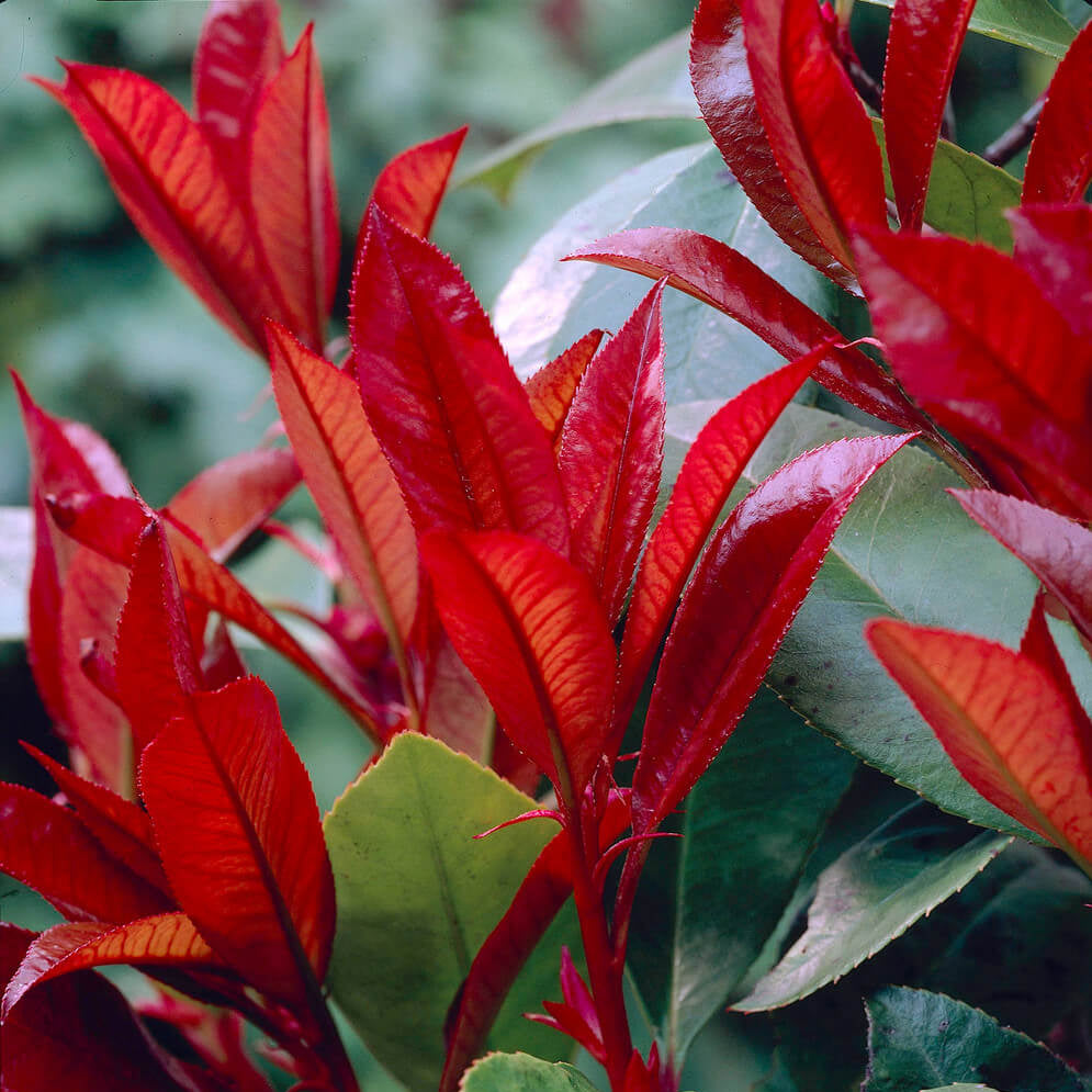 Red Photinia Robin Seeds - Flower Plant