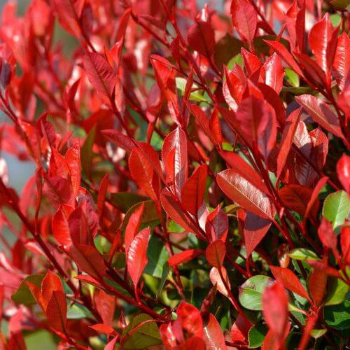 Red Photinia Robin Seeds - Flower Plant