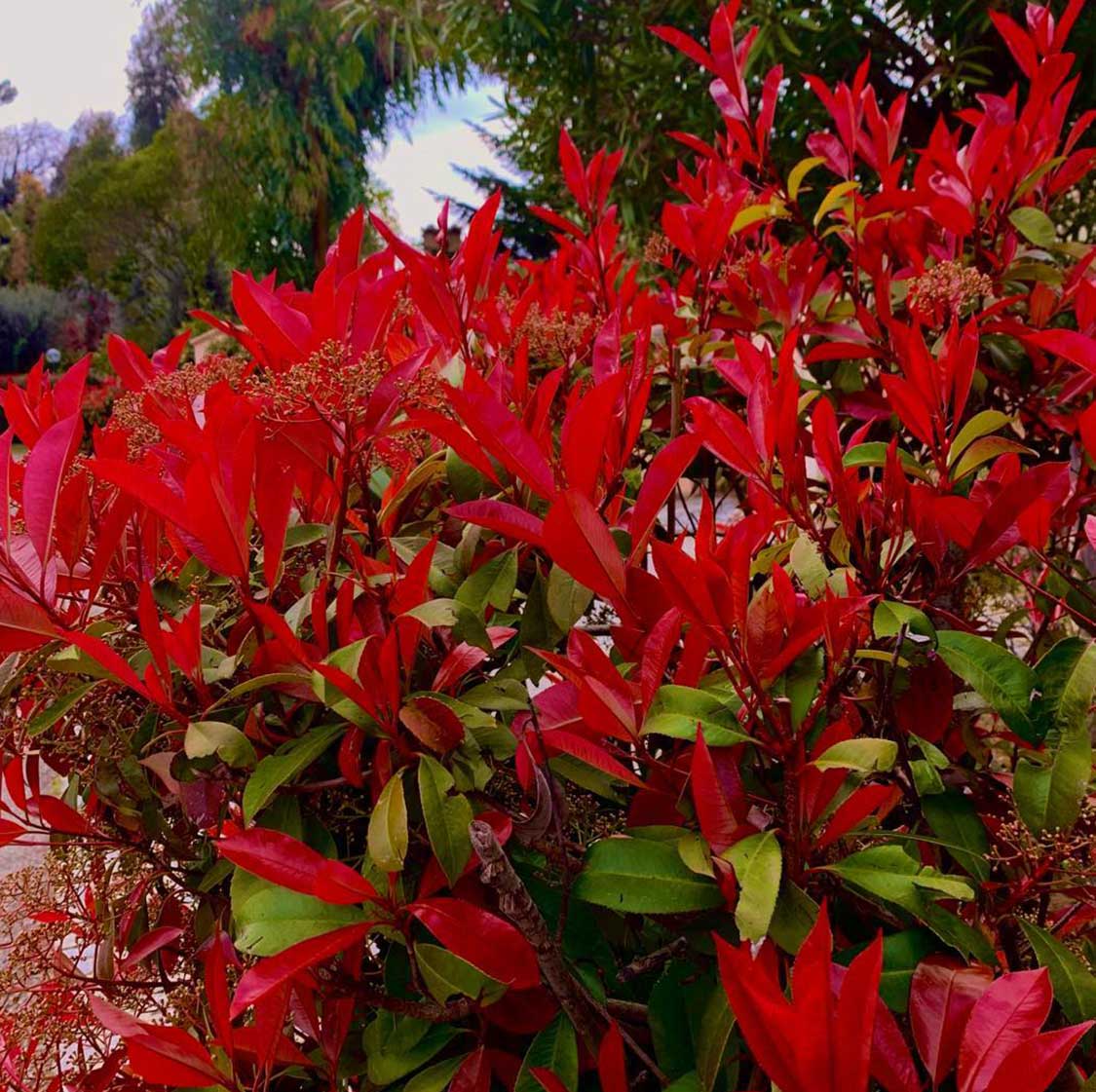 Red Photinia Robin Seeds - Flower Plant