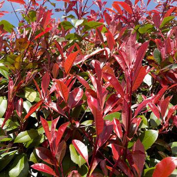 Red Photinia Seeds - Flower Plant