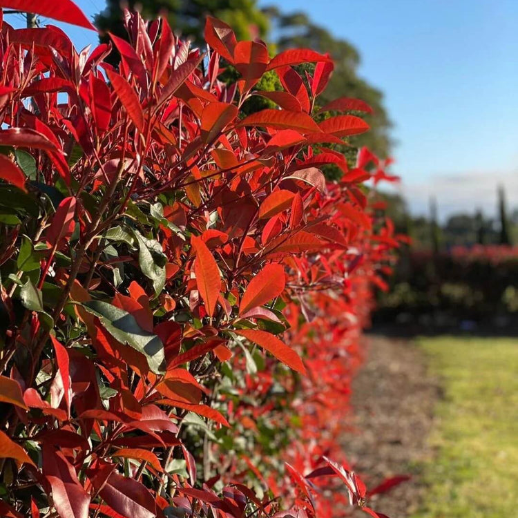 Red Photinia Seeds - Flower Plant