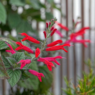 Red Pineapple Sage Seeds - Herbal Plant