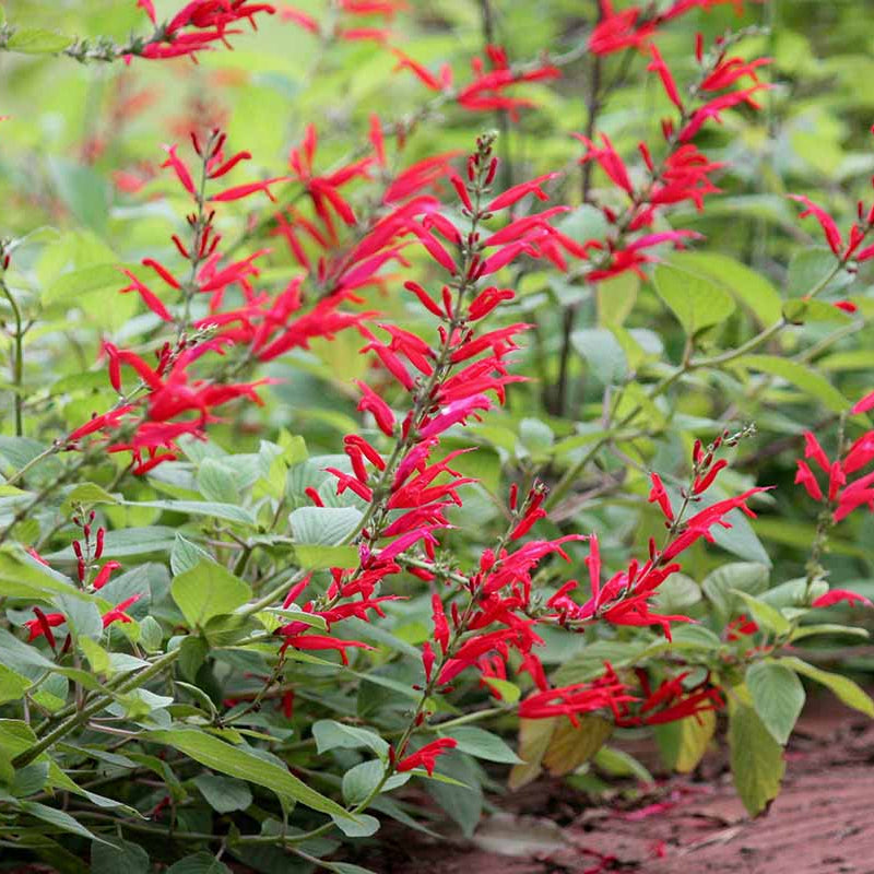 Red Pineapple Sage Seeds - Herbal Plant