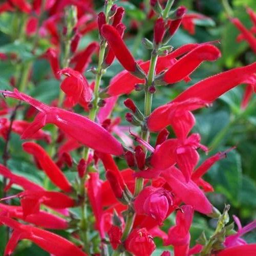 Red Pineapple Sage Seeds - Herbal Plant