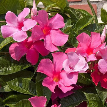Red Pink Mandevilla Seeds