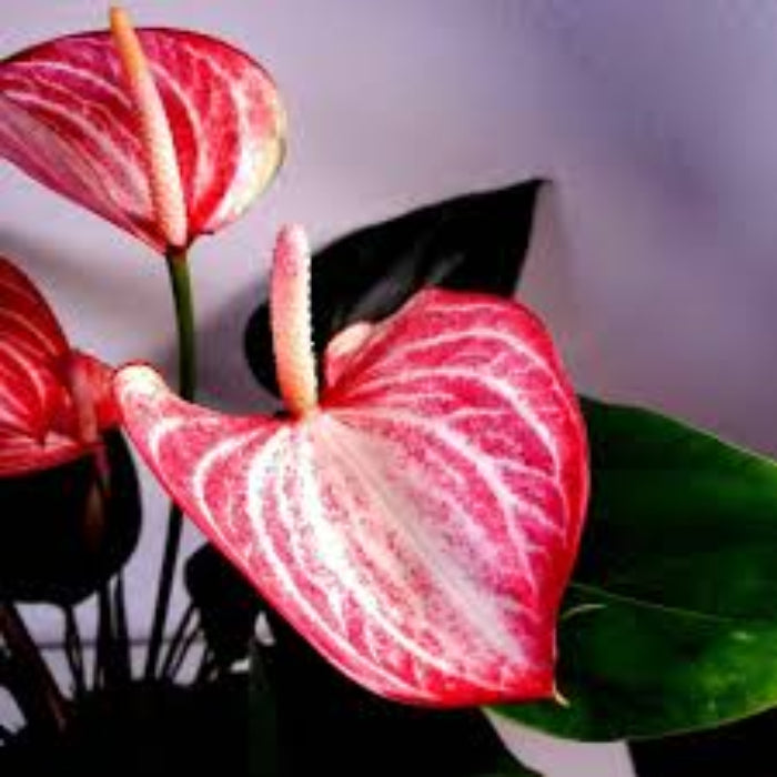 Red Pink White anthurium Seeds